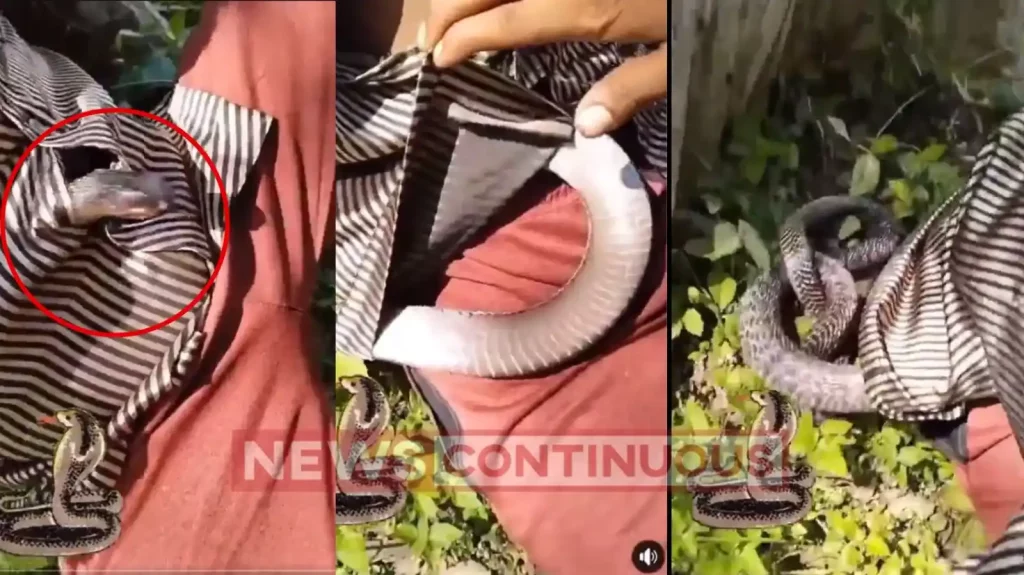 king-cobra-viral-video-deadly-cobra-slithers-into-mans-shirt-and-then