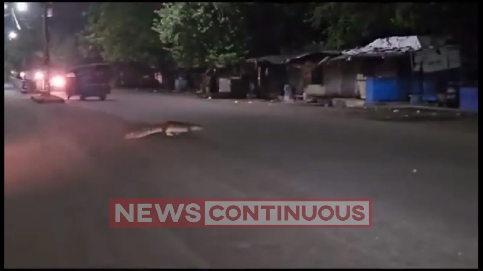 Crocodile On Road :Crocodile was seen walking on the road in Kota