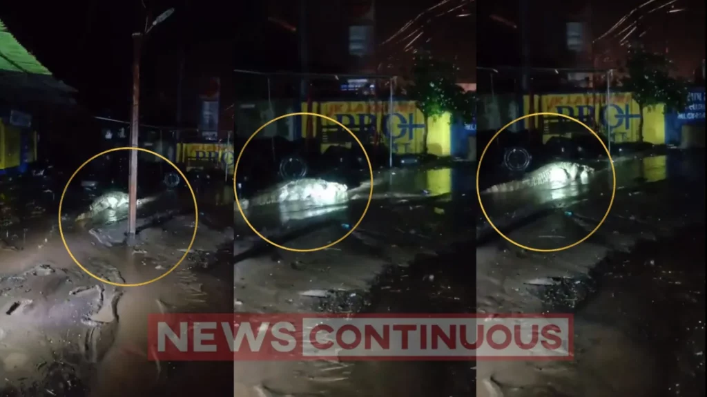 Gir Somnath: Crocodile seen in the streets of Ambala amid heavy rain in Gir Somnath