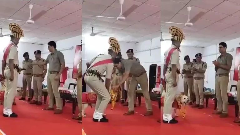 Dogs Given Retirement: 10 sniffer dogs honored grand stage how MP police bid farewell dogs retirement ceremony Dogs Given Retirement: 10 sniffer dogs honored grand stage how MP police bid farewell dogs retirement ceremony