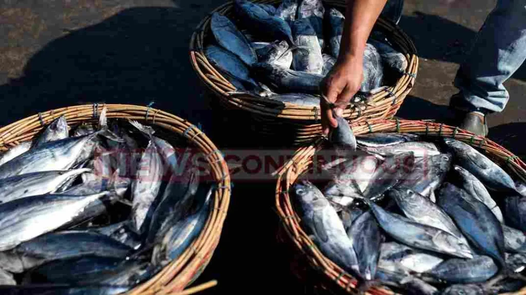 National Fish Farmers Day : national fish farmers day gujarat on top in sea fishing