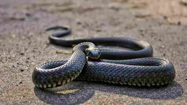 Nainital News: Fraudulent love… made snake a weapon for murder..Murder mystery influenced by Crime Patrol