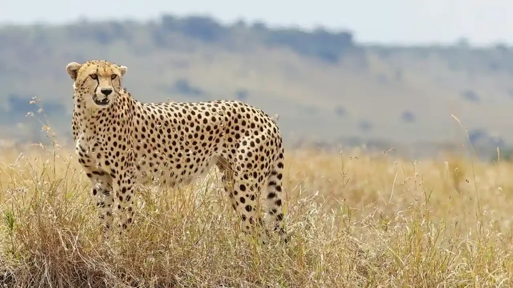 Project Cheetah : Ninth cheetah 'Dhatri' dies at Madhya Pradesh's Kuno National Park