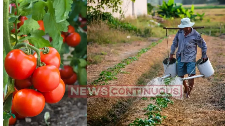 Telangana farmer earns about Rs two crore in 15 days selling tomatoes Telangana farmer earns about Rs two crore in 15 days selling tomatoes