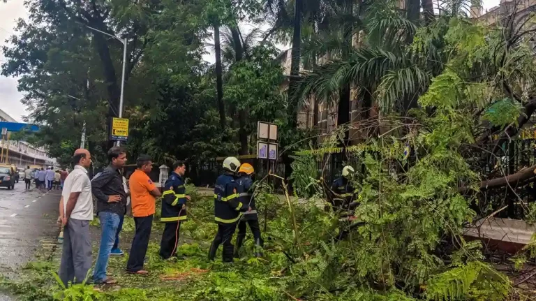 Mumbai: BMC to not charge for pruning trees in private housing societies from next year