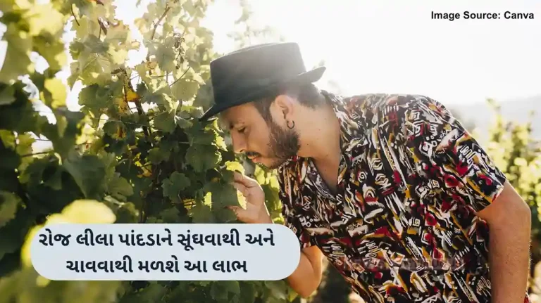 Health Benefits health benefits of scent leaf you should know