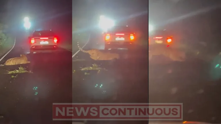 animal-video-tiger-dies-after-being-hit-by-car-in-gondia-district