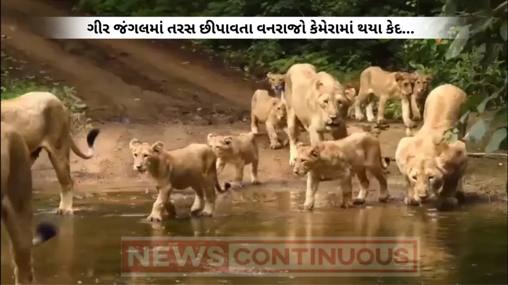 On World Lion Day, Video Of A Pride Of Lions Goes Viral. It's Incredible