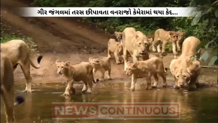 On World Lion Day, Video Of A Pride Of Lions Goes Viral. It's Incredible