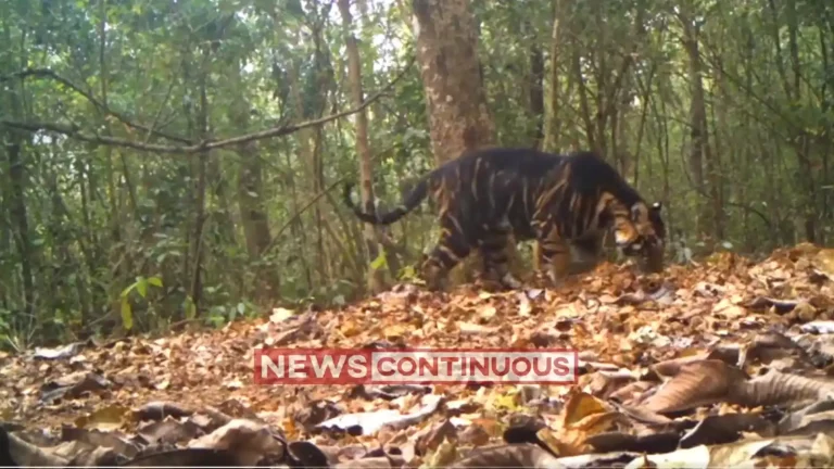 Majestic Black Tiger Spotted in Odisha's Similipal Tiger Reserve. Watch