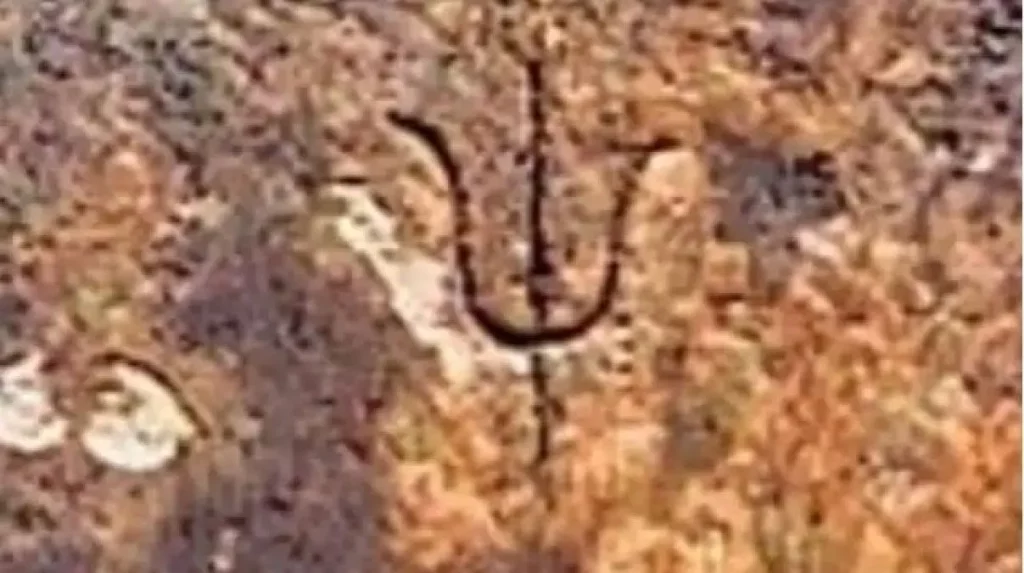 Gyanvapi Survey: In Gyanvapi survey, videos of trishul, swastika were recorded