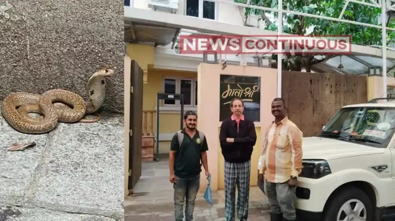 Uddhav Thackeray Matoshree: 4-foot-long Cobra found at Uddhav Thackeray’s home Matoshree Uddhav Thackeray Matoshree: 4-foot-long Cobra found at Uddhav Thackeray's home Matoshree