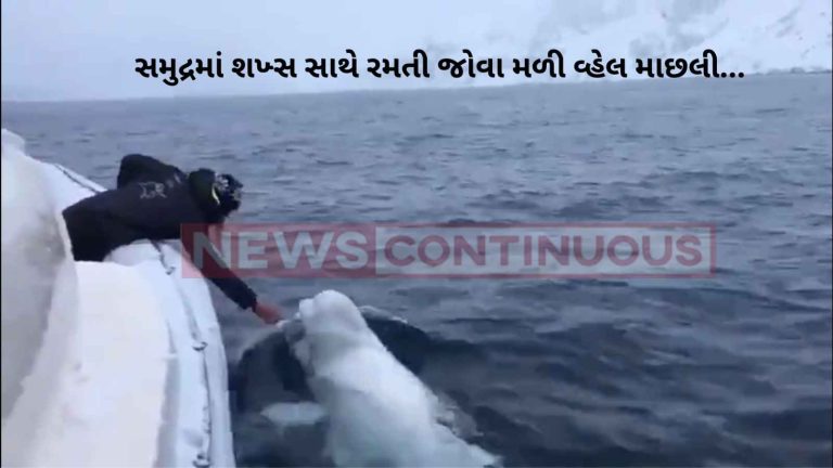 Beluga Whale : man is playing fetch with a beluga whale, watch video