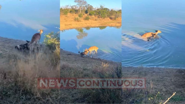 Buck escape : Buck escapes dog's jaws by drowning it, watch video