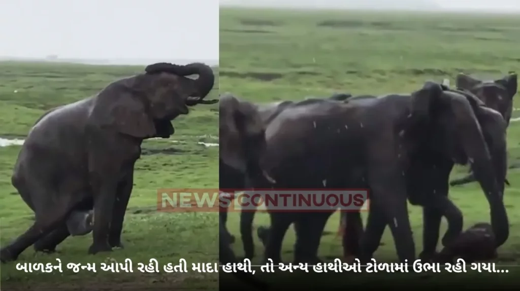 Elephant Birth : When An Elephant Gives Birth Herd Gathers Around Her To Protect Her Baby