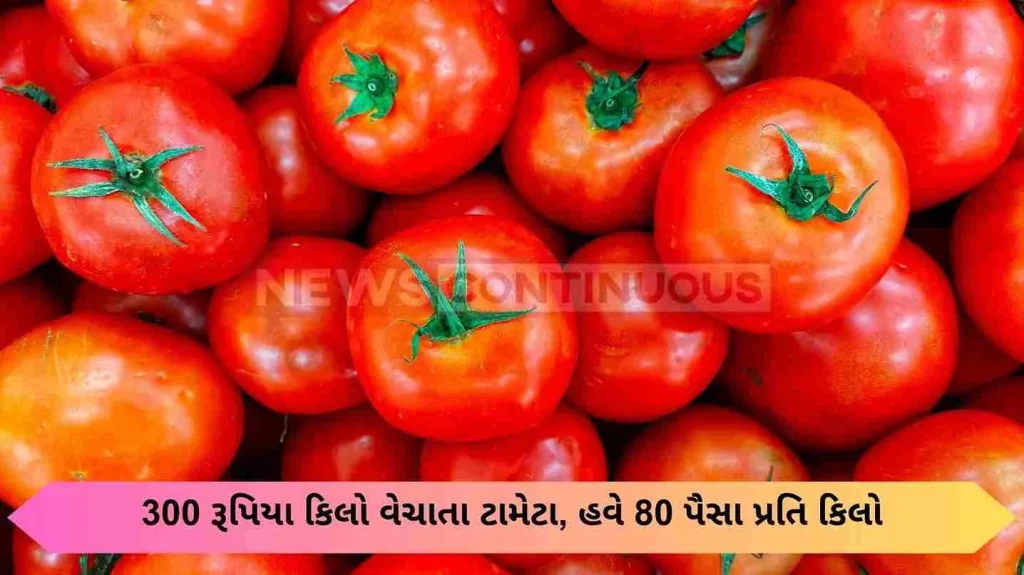 Tomatoes become worthless, no one is ready to buy here even at 80 paise per kg!