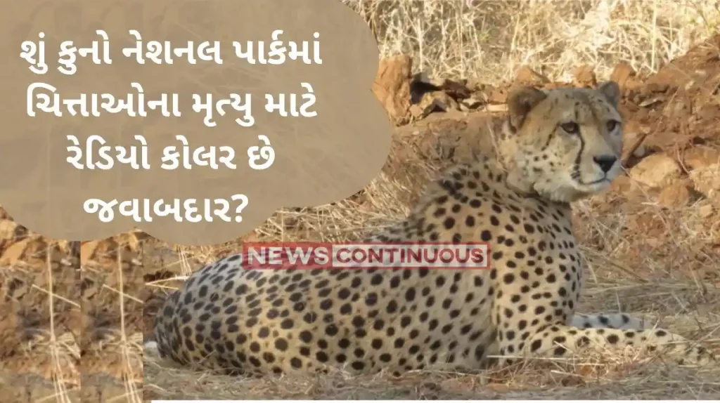Kuno Cheetah Death Reason: Not a single cheetah died in Kuno National Park due to radio collars: Project Cheetah chief