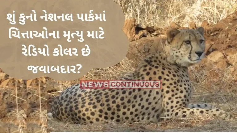 Kuno Cheetah Death Reason: Not a single cheetah died in Kuno National Park due to radio collars: Project Cheetah chief Kuno Cheetah Death Reason: Not a single cheetah died in Kuno National Park due to radio collars: Project Cheetah chief