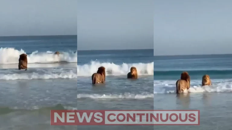 Lion Video of two lions frolicking in the waves goes viral