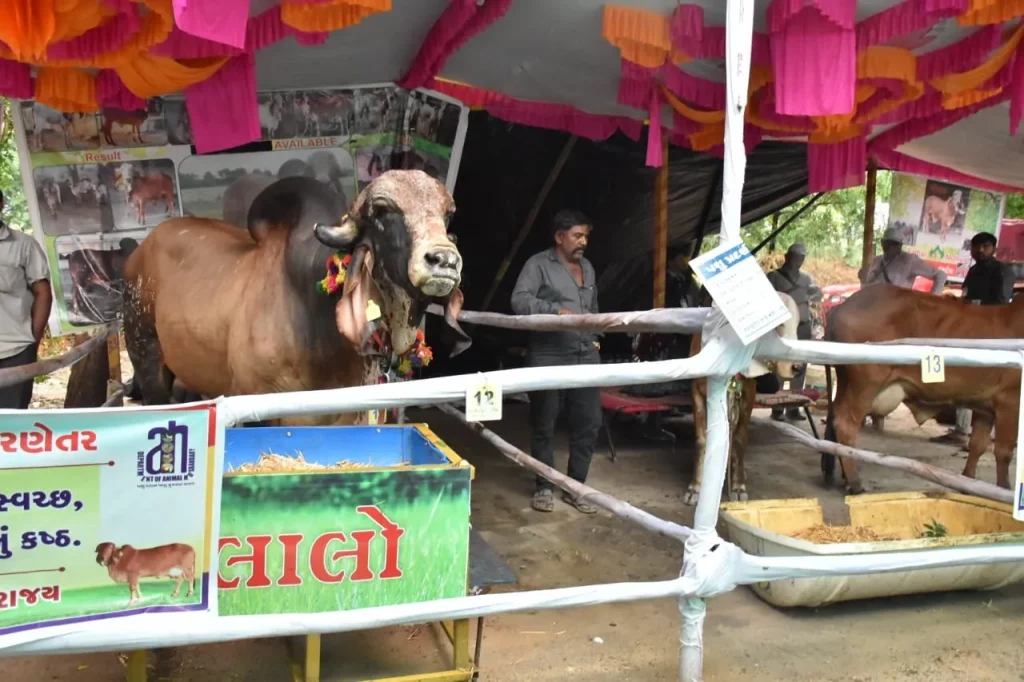 Surendranagar: As many as 170 cattle compete in swimming fair