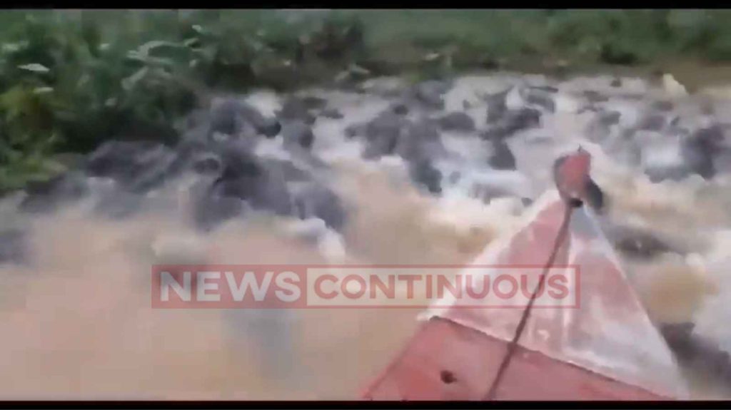 This video of boat sailing past hundreds of Crocodiles is bound to send chill down your spine. WATCH
