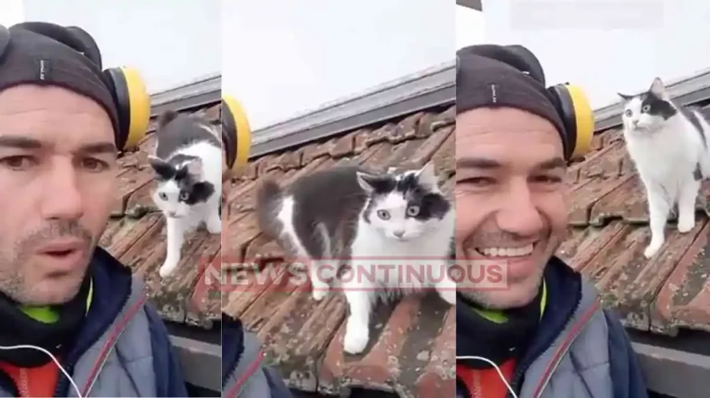 cat video When you manage to speak cat, know what happen next