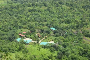 https://www.newscontinuous.com/wp-content/uploads/2023/10/104-leopards-236-species-of-birds-and-126-species-of-trees-in-Surat-district-1.webp