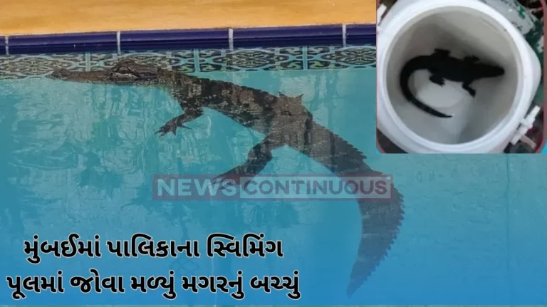 Crocodile In Swimming Pool: Mumbai: Baby crocodile found in BMC's swimming pool in Dadar