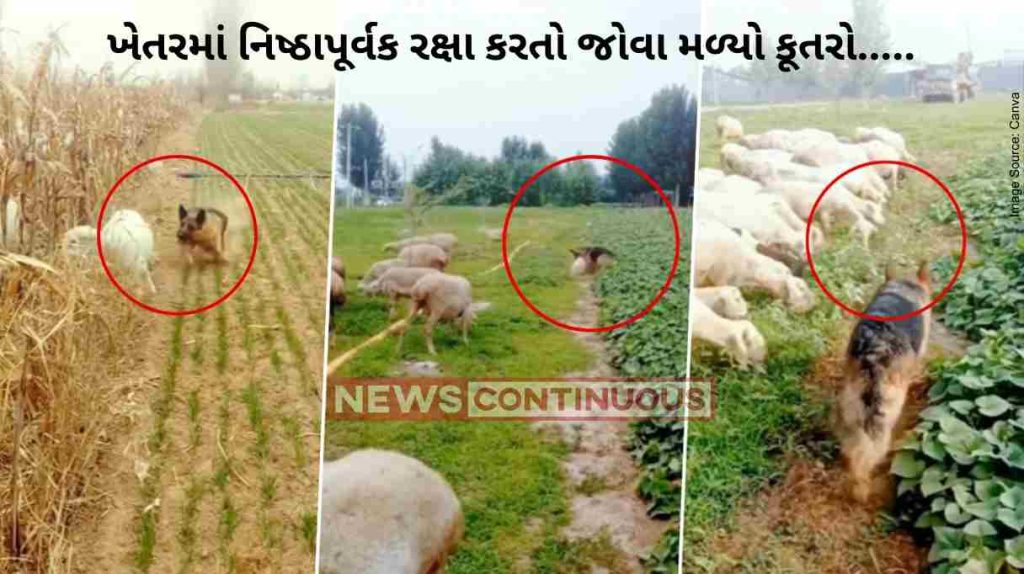 Dog Viral Video: dog was seen guarding the fields honestly taught a lesson to goats that entered the field