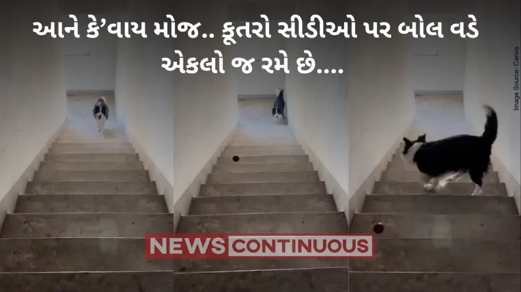 Dog video : Dog plays fetch all by himself on stairs Dog video : Dog plays fetch all by himself on stairs