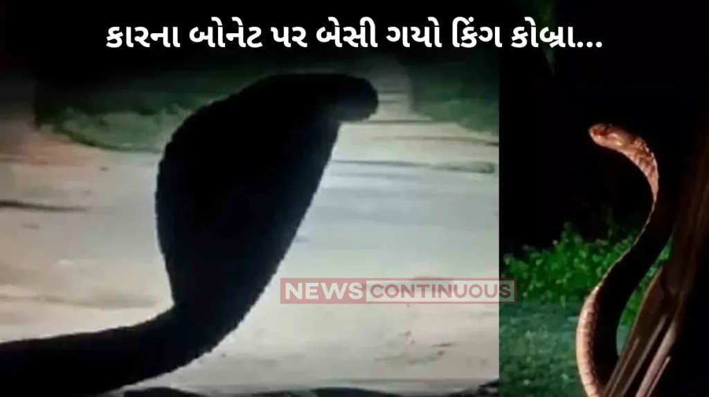 King Cobra Cobra travels on car's bonnet in Chhattisgarh