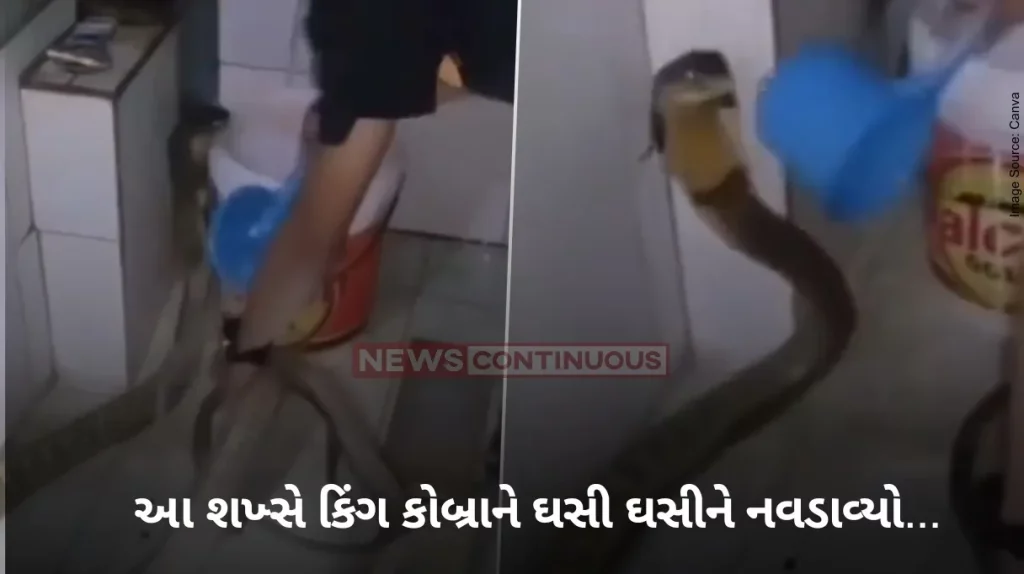 King Cobra Man gives bath to King Cobra fearlessly in washroom, touches head, video goes viral