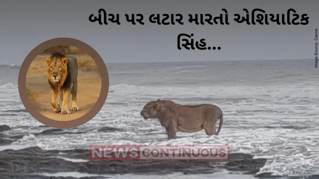 Lion Video : Lion King Enjoying Tides Of Arabian Sea On Gujarat Coast