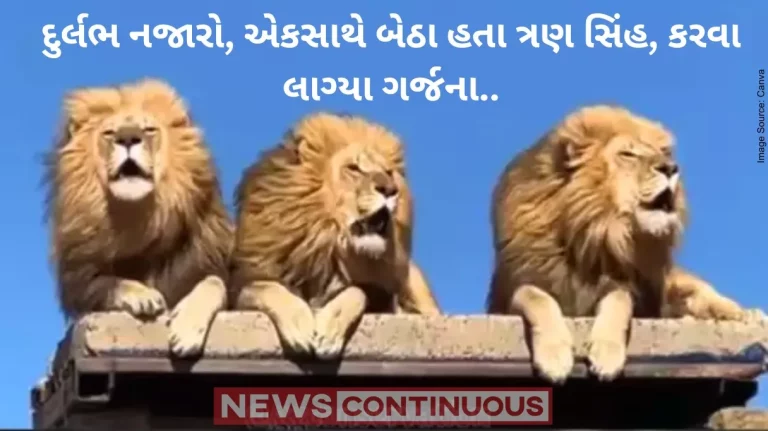 Lions Roaring Together: Three Lions Roaring Together Watch Amazing Viral Video