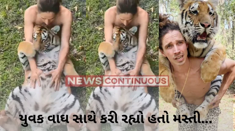 Tiger Video : Amazing video of man tickling tiger goes viral