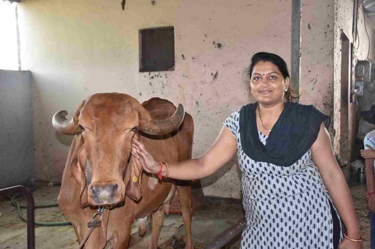 Vaishaliben Mistry, a woman cowherd from vadoli village in Bardoli taluka of Surat district, fills 450 to 500 liters of milk in the dairy every day