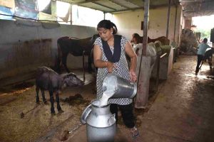 Vaishaliben Mistry, a woman cowherd from vadoli village in Bardoli taluka of Surat district, fills 450 to 500 liters of milk in the dairy every day
