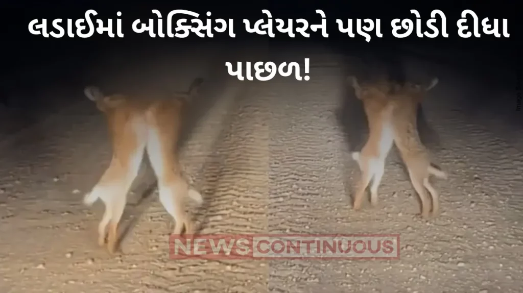 Watch: Two hares have a hilarious fight in the middle of a road