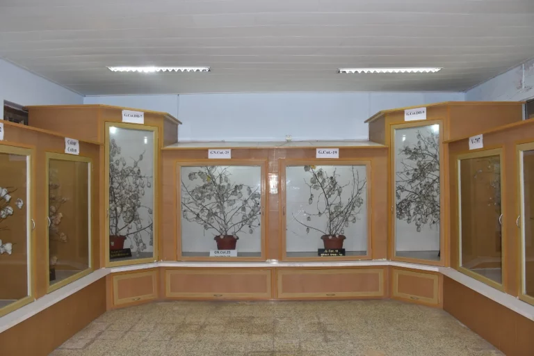 World Cotton Day- In AD 1886, the cotton research project was started at Surat by the British 1