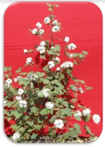  World Cotton Day- In AD 1886, the cotton research project was started at Surat by the British
