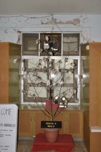  World Cotton Day- In AD 1886, the cotton research project was started at Surat by the British