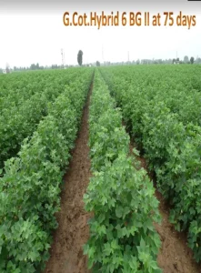  World Cotton Day- In AD 1886, the cotton research project was started at Surat by the British