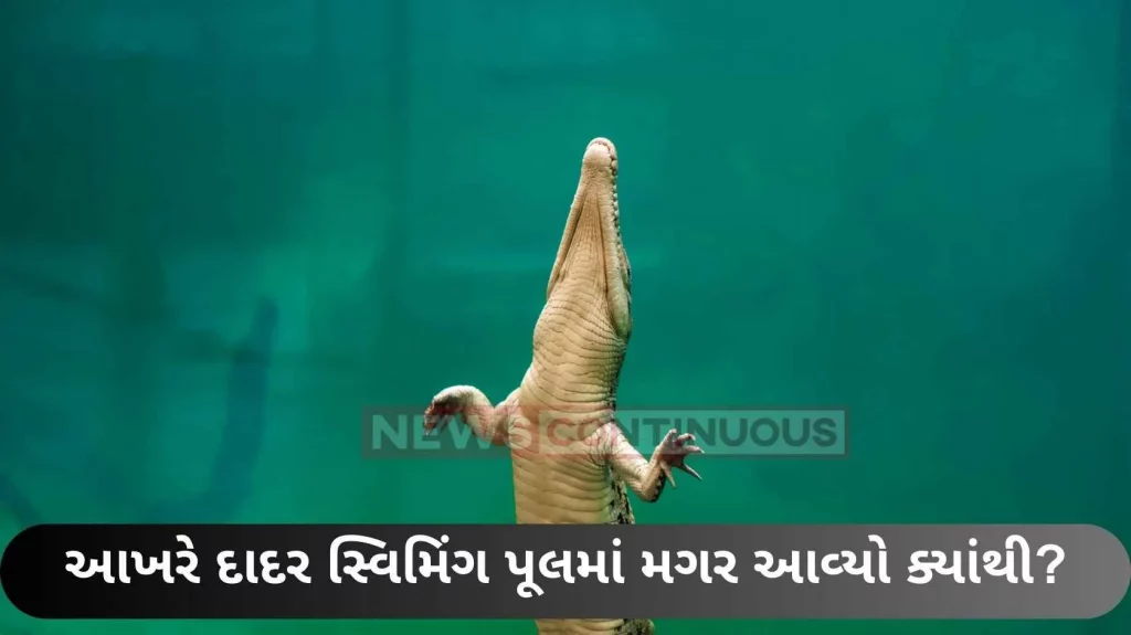 Where did the crocodile finally come from in the Dadar swimming pool?