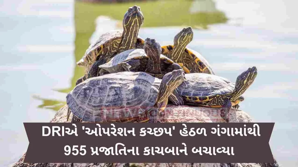 DRI rescues 955 species of turtles from Ganga under 'Operation Kachhap', 6 people arrested.