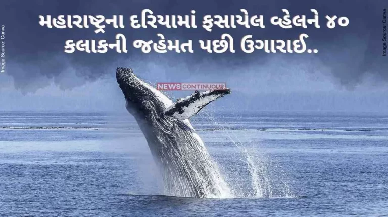 Maharashtra A whale trapped in the sea of Maharashtra was rescued after 40 hours of struggle..