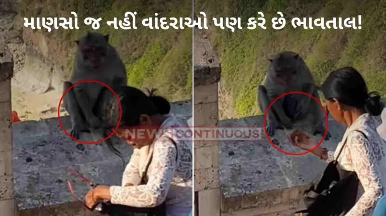 Monkey Viral Video monkeys learned to steal phones and eyeglasses to negotiate them for food Monkey Viral Video monkeys learned to steal phones and eyeglasses to negotiate them for food