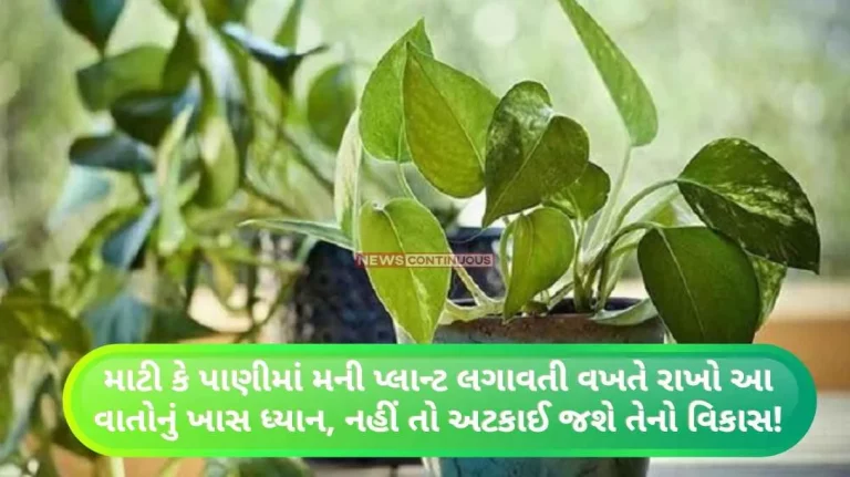 Pay special attention to these things when planting a money plant in soil or water, otherwise its development will stop!
