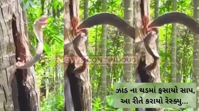 Rescue Operation Snake Rescue From Coconut Tree