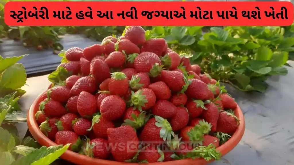 Strawberry Farmer: Forget Mahabaleshwar: Strawberries will now be cultivated on a large scale in this new place.. know more..