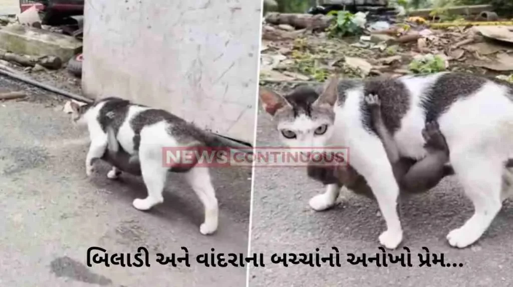 Viral Video A Lost Baby Monkey Was Adopted by a Kind Cat